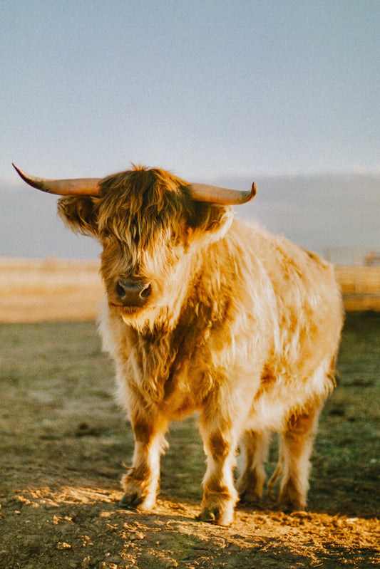 002 - Sadie Schwarz - Sadie3