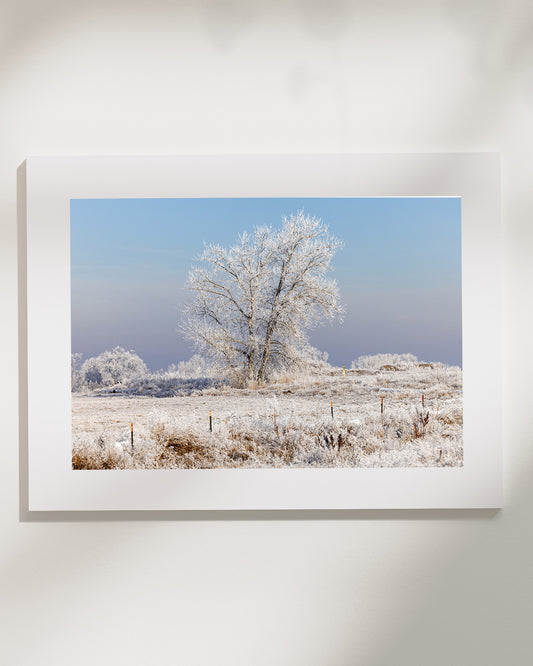 Hoar Frost No. 2, Longmont, CO 2026 by  Dustin Randall Keirns
