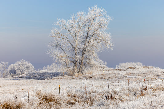 Hoar Frost No. 2, Longmont, CO 2026 by  Dustin Randall Keirns