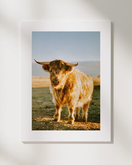 002 - Sadie Schwarz - Sadie3