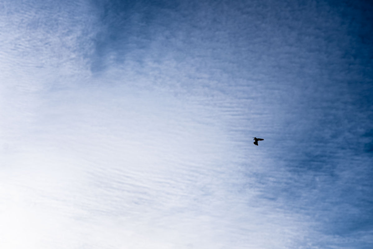 004 - Hummingbird in Sky by Kirk Scully