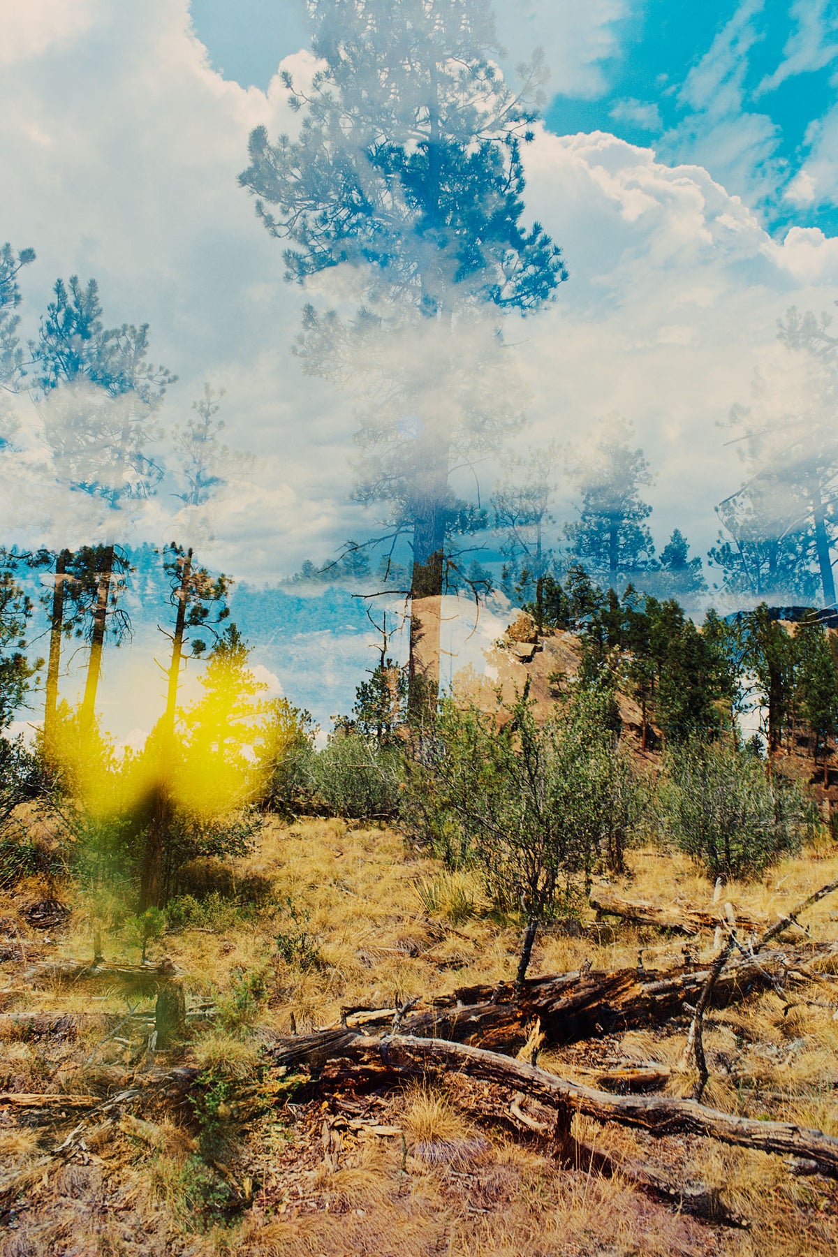 004 - Pine Valley by Lea Golis